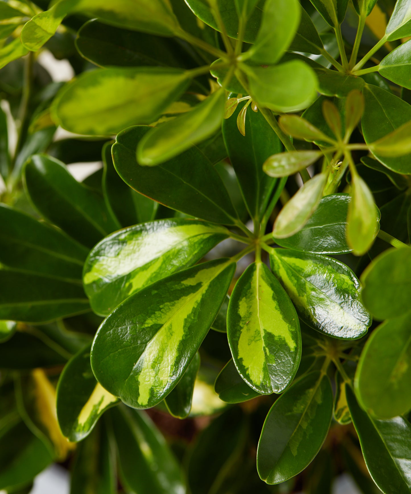 Variegated Schefflera