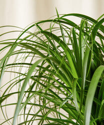 Ponytail Palm Tree