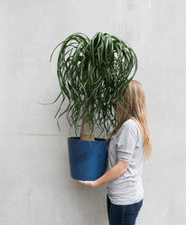 Ponytail Palm Tree